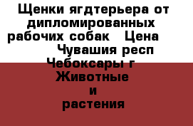 Щенки ягдтерьера от дипломированных, рабочих собак › Цена ­ 10 000 - Чувашия респ., Чебоксары г. Животные и растения » Собаки   